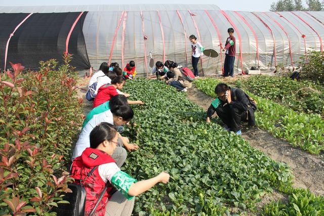 义工们辛勤收菜