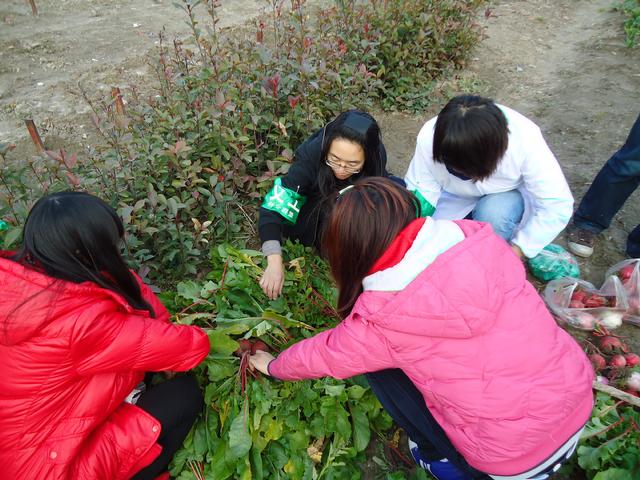 义工们忙着采摘萝卜